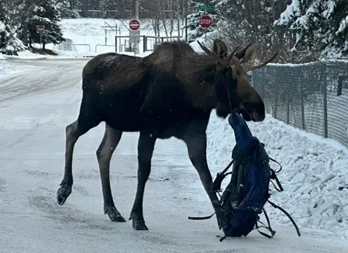 公鹿角上被掛「巨大黑色物體」超詭異！專家看一眼嚇壞：隨時沒命
