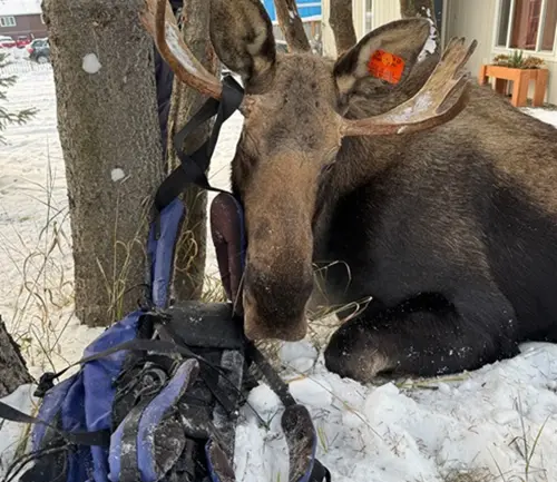 ▲（圖／Alaska Department of Fish and Game - Official臉書）