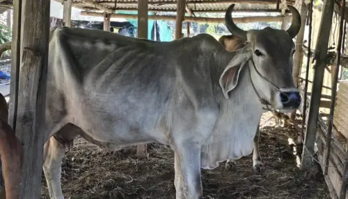 泰國75歲婦人遭自家母牛踩踏身亡　村民曝兩頭牛長期不合釀悲劇
