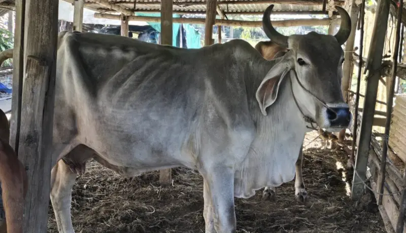 泰國75歲婦人遭自家母牛踩踏身亡　村民曝兩頭牛長期不合釀悲劇