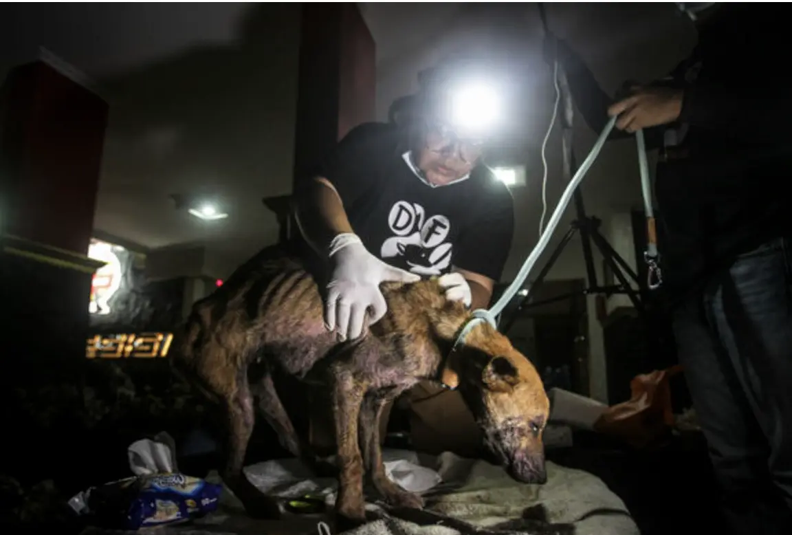 雅加達禁賣狗肉爆民怨 部分族群怒轟「上帝創造牠就是讓人吃的」