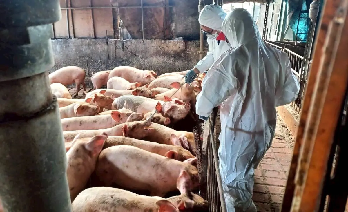 盧秀燕「中央不做我們做」恐破功！台中9成黑豬戶盼恢復廚餘餵豬