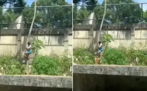 驚悚畫面曝！19歲男爬樹闖獅園「落地秒遭母獅撲咬」當場身亡
