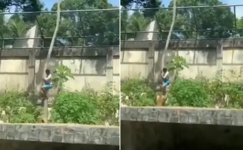 驚悚畫面曝！19歲男爬樹闖獅園「落地秒遭母獅撲咬」當場身亡