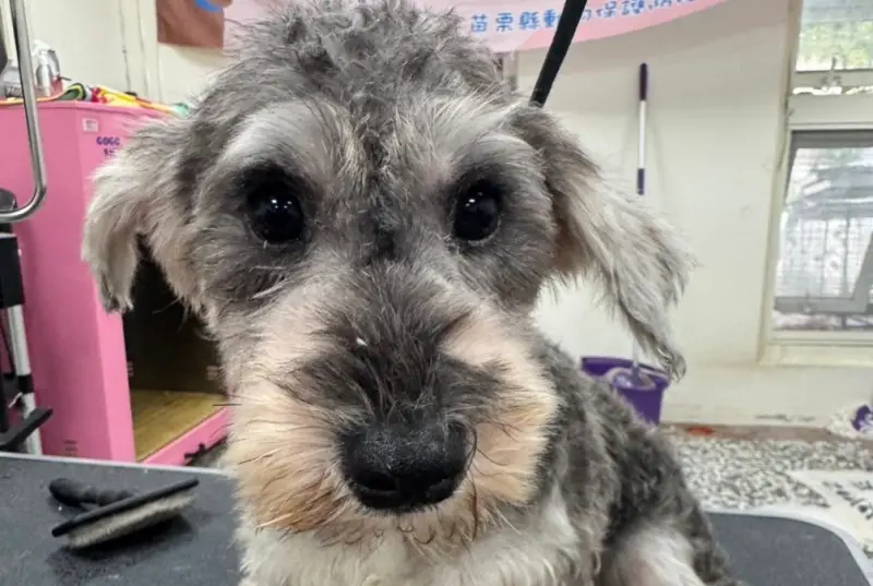 苗栗人人犬舍第二批品種狗12/6開放認養！有雪納瑞、貴賓跟臘腸犬