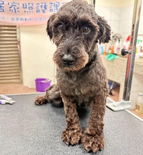 ▲在台灣相當受到歡迎，可愛乖巧的貴賓犬，也在第二批認養名單。（圖／苗栗動防所）