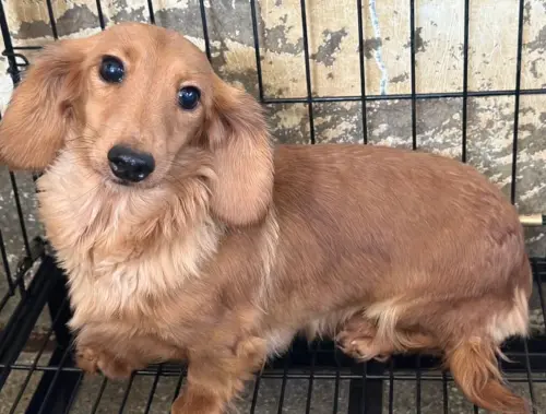 ▲身體特別長，又有可愛短腿的臘腸犬，也在第二批認養名單。（圖／苗栗動防所）