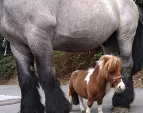 ▲根據《金氏世界紀錄》，「噗姆可」身高只有52.6公分（21.1吋），比起前一位紀錄保持者「蹦蹦兒」（Bombel）56.7公分，足足還矮了4公分。（圖／翻攝guinnessworldrecords.com）