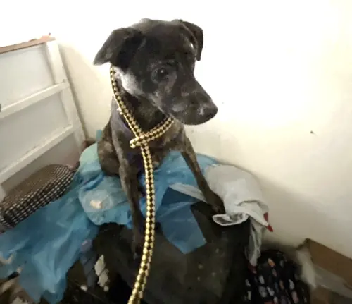 飼主遭斷水電棄養犬貓！1貓慘死　北市動保處：最高可罰200萬元
