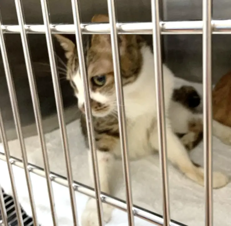    ▲信義區飼主遭斷水電棄養犬貓，北市動保處於現場安置動物後即立刻送至動物醫院。（圖／北市動保處提供）  