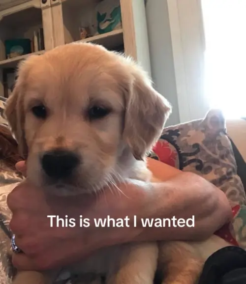 ▲（圖／翻攝自TikTok@darlingloungewear）