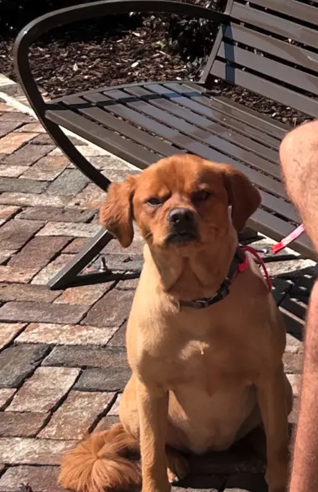 ▲（圖／翻攝自TikTok@darlingloungewear）