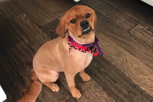 醜萌阿金暴牙又腿短！長越大外型越崩壞　媽2次DNA檢測見結果愣爆
