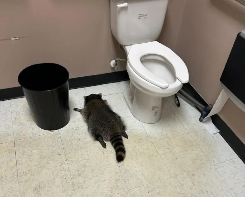 影／美國浣熊闖酒舖！竟喝醉倒在廁所內　拘留數小時後才醒酒