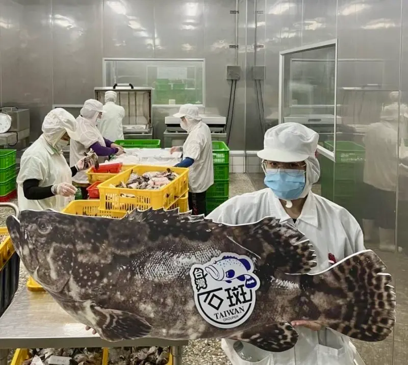 台灣水產實力的驕傲 「海味之王」龍虎斑，餐桌上高級饗宴