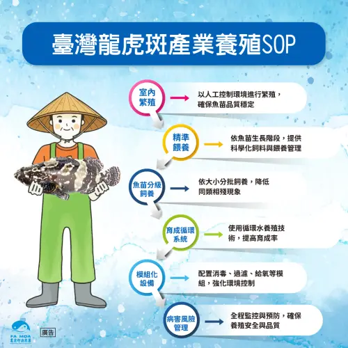 ▲台灣石斑魚產業已建立高度分工的育苗、中間育成及成魚養殖供應鏈，降低同類殘食、提升育成率，（圖／魚業署提供）