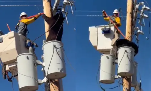影／不是小動物！超巨黑熊爬電線桿險觸電　美電線技師奮勇驅趕
