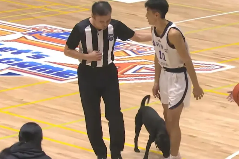 UBA／傻眼！黑狗亂入球場緊咬球員粉紅色球鞋　小娟姊也傻眼苦笑