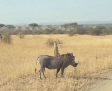 《獅子王》神還原！丁滿騎彭彭超Chill 鏡頭後養父身份曝光