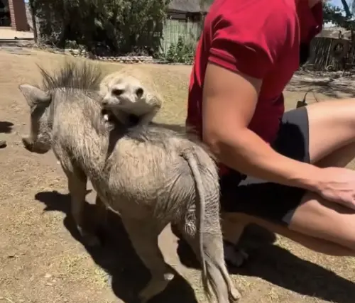▲農場主人、動物保育者Ruben Namibia，飼養疣豬和狐蒙，兩隻動物感情好到像經典動畫《獅子王》裡的彭彭和丁滿，丁滿會騎在彭彭身上，原來現實生活裡也有這樣的組合。（圖／翻攝自Ruben Namibia臉書）