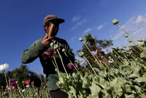 硝煙下長出罌粟花！緬甸戰火推高毒品生產　全球毒源重心轉移
