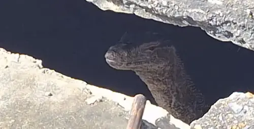 影／驚悚！泰國驚見巨蜥「啃食棄嬰屍體」
