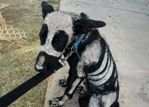 街上跑出「骷髏狗」嚇壞路人！一查真相惹哭志工：花3天才活下來
