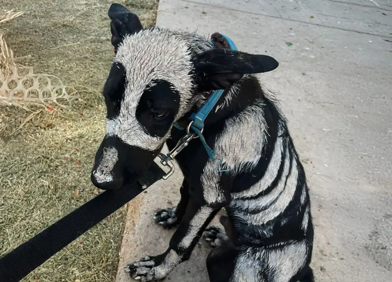 街上跑出「骷髏狗」嚇壞路人！一查真相惹哭志工：花3天才活下來