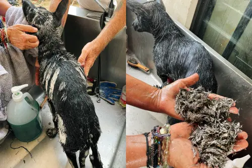 ▲志工們為了狗狗出動三名人員，光是把油漆從毛髮上除掉就花了三天。（圖／Compassion Without Borders臉書）