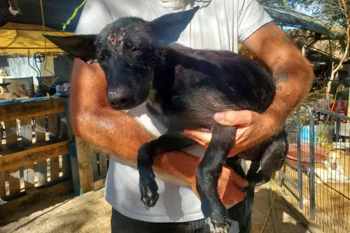 ▲狗狗去除掉身上的油漆，成功地活了下來。（圖／Compassion Without Borders臉書）