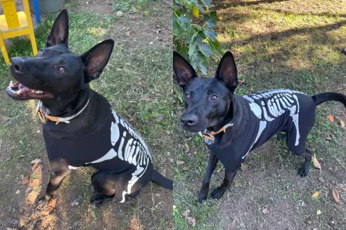 ▲但丁（Dante）幸運被好心人收養，後來在美國度過第一個萬聖節，主人為了致意牠的過去，特別為牠準備骷髏造型的狗狗衣服，也呼籲大家不要再使用有毒油漆傷害牠們。（圖／Compassion Without Borders臉書）