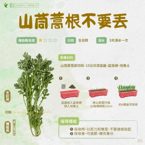 ▲農糧署教學山茼蒿在家無限種植的方式。（圖／農糧署）