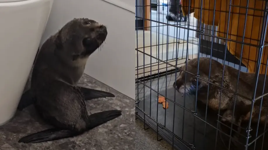 快去拿鮭魚！迷路小海豹誤闖紐西蘭酒吧 被嚇到躲廁所超萌