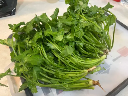 ▲香菜價格便宜了，一次買６大把成香菜富翁。挑選時要注意葉片、莖部，也可以聞看看喔。（圖／記者徐銘穗攝）