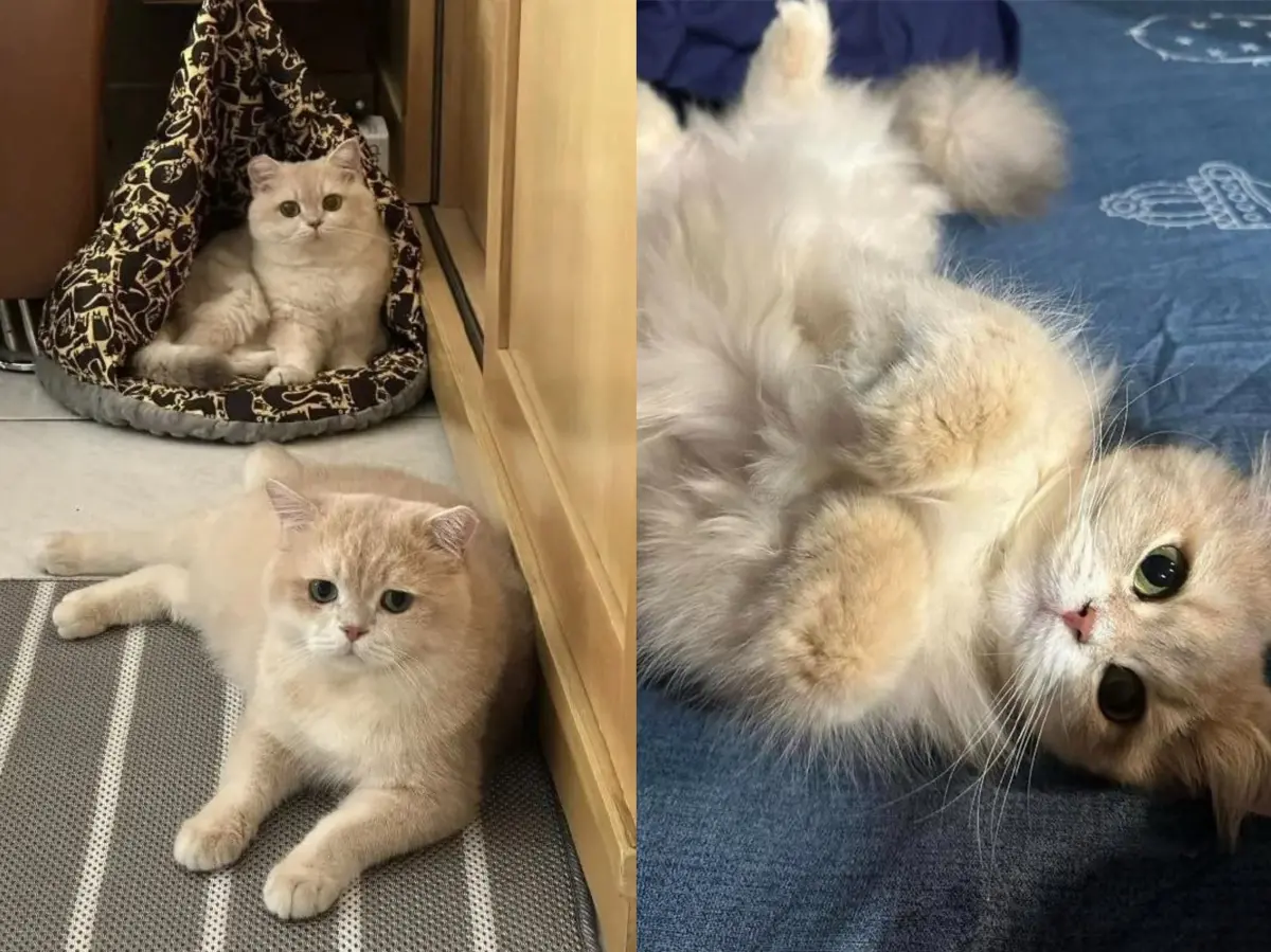 偷渡10隻品種貓上船！雲林男挨罰50萬不繳被扣 8喵星人順利找家