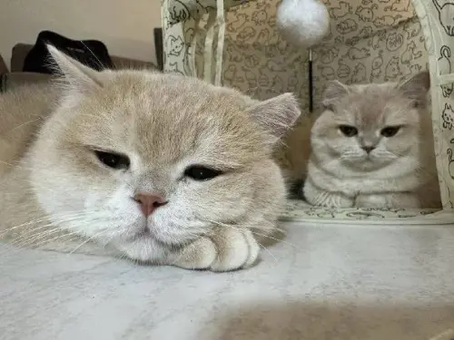 ▲雲林縣李姓男子試圖將10隻未經檢疫的「英國短毛貓」與「布偶貓」偷渡到新臺馬輪，卻當場被海巡人員抓包，挨罰50萬，貓咪則被送往動物之家。（圖／嘉義分署提供）