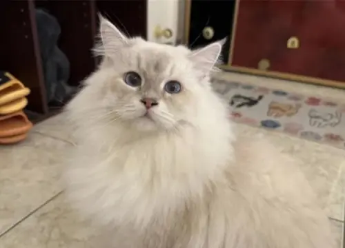 ▲雲林縣李姓男子試圖將10隻未經檢疫的「英國短毛貓」與「布偶貓」偷渡到新臺馬輪，卻當場被海巡人員抓包，挨罰50萬，貓咪則被送往動物之家。（圖／嘉義分署提供）