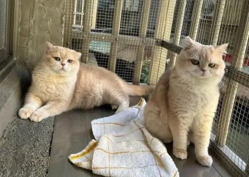 ▲雲林縣李姓男子試圖將10隻未經檢疫的「英國短毛貓」與「布偶貓」偷渡到新臺馬輪，卻當場被海巡人員抓包，挨罰50萬，貓咪則被送往動物之家。（圖／嘉義分署提供）