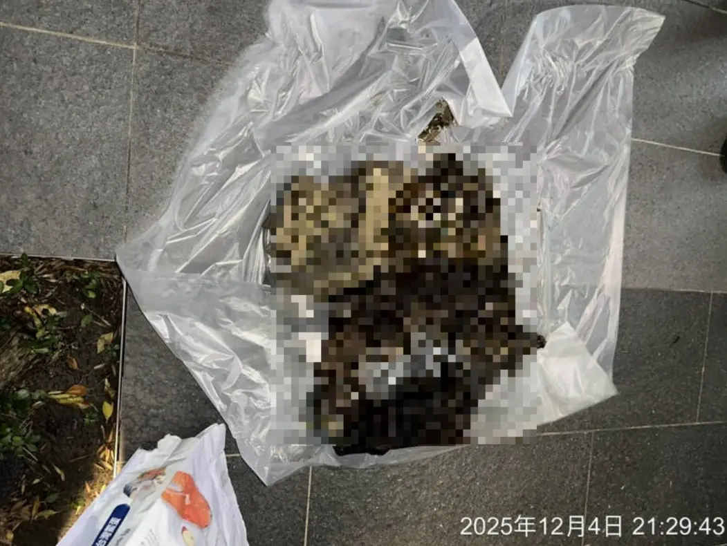 信義區驚傳虐貓案！垃圾袋裝12具貓屍長滿蛆蟲 女否認：疏於照顧
