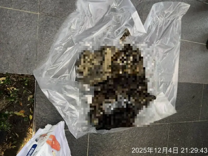 信義區驚傳虐貓案！垃圾袋裝12具貓屍長滿蛆蟲　女否認：疏於照顧