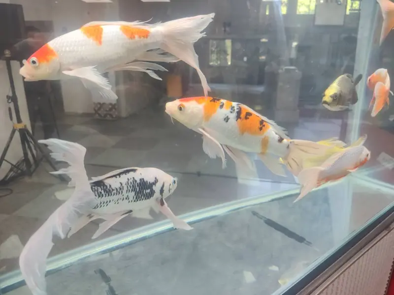 ▲台灣錦鯉發展協會主辦的「第七屆台灣錦鯉文化節暨國際品評會」，6 、7 日在新竹縣政府廣場登場，歡迎參觀。（圖／協會提供)