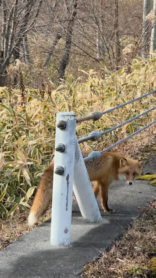 ▲筠熹在北海道遇到小狐狸。（圖／樂天桃猿提供）