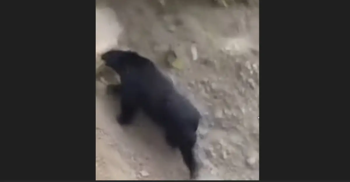 露營區旁有熊出沒！南投山壁奔走畫面曝光 台中這原因也須警戒