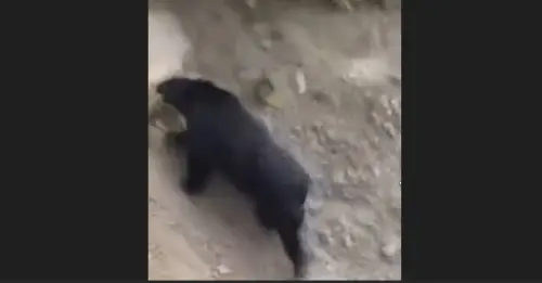 影／好大隻的黑熊！南投露營區旁出沒覓食　爬山壁畫面首曝光
