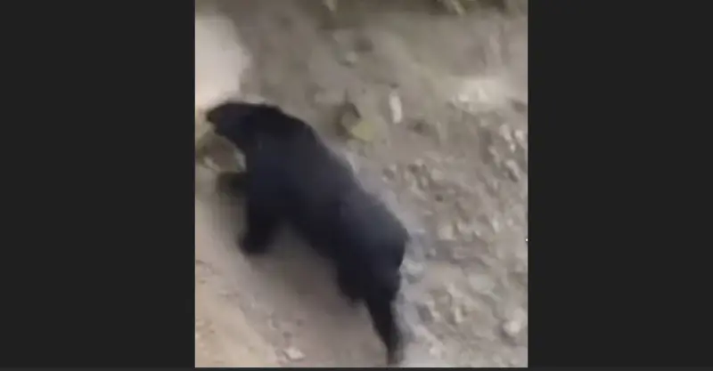 露營區旁有熊出沒！南投山壁奔走畫面曝光　台中這原因也須警戒