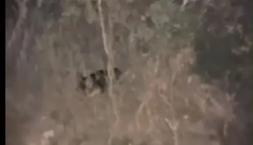 ▲仁愛鄉南豐村眉溪部落民眾晚間巡視用水管路時，看到一隻台灣黑熊。（圖／林業及自然保育署南投分署提供，2025.12.06）