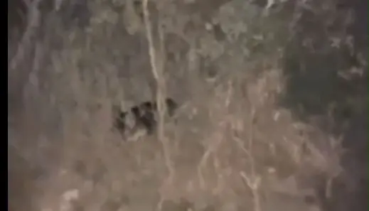    ▲仁愛鄉南豐村眉溪部落民眾晚間巡視用水管路時，看到一隻台灣黑熊。（圖／林業及自然保育署南投分署提供，2025.12.06）  