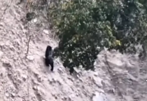 ▲南投鄉仁愛鄉翠華村翠巒社區民眾白天目睹黑熊在山壁爬行。（圖／林業及自然保育署南投分署提供，2025.12.06）