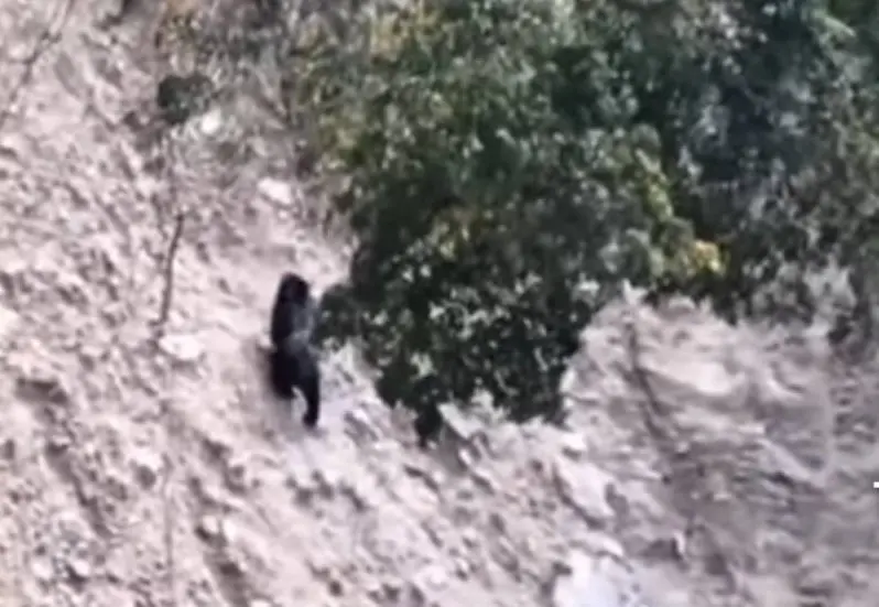    ▲南投鄉仁愛鄉翠華村翠巒社區民眾白天目睹黑熊在山壁爬行。（圖／林業及自然保育署南投分署提供，2025.12.06）  