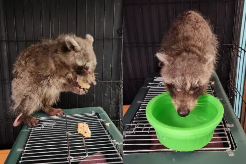 ▲浣熊後來經過一連串的細心照料後，終於開始能正常飲食與喝水。（圖／Halfway Home Wildlife Rehab臉書）